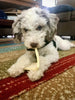 Poodle sitting on carpet chewing on beef cheek chip