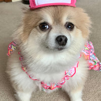 Pomeranian wearing pink bison trucker hat for dogs